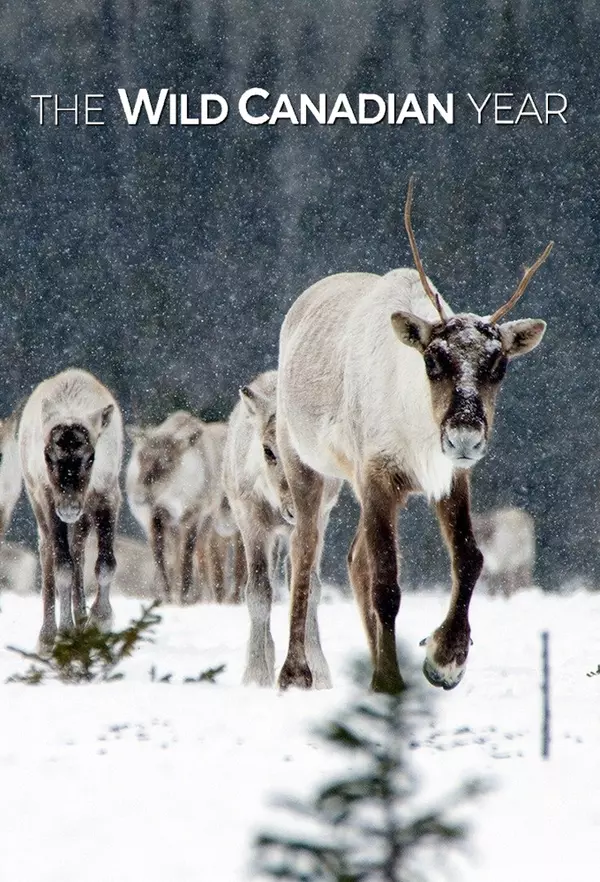 The Wild Canadian Year