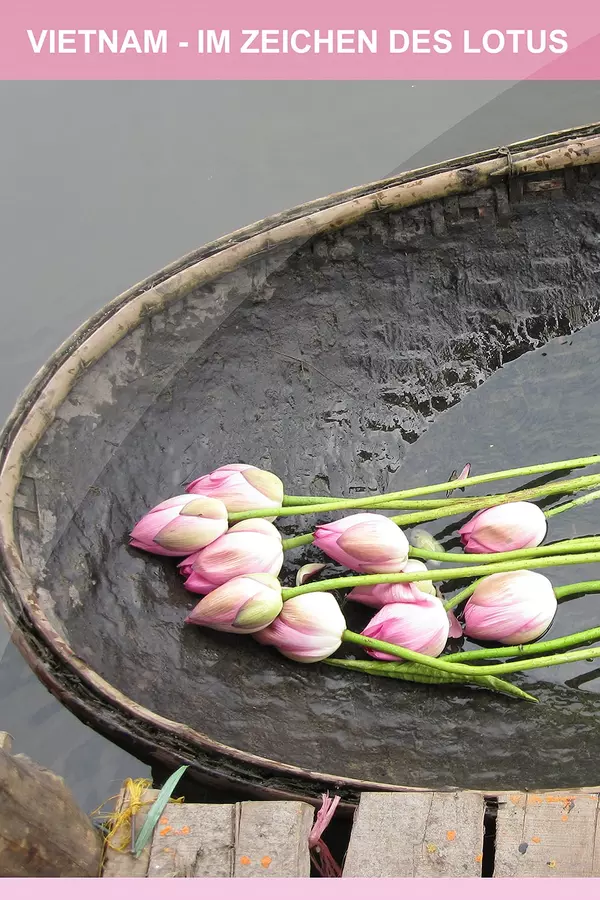 Le Lotus dans tous ses états