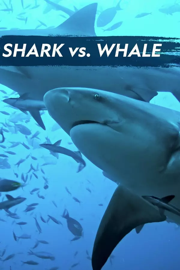 Shark Vs. Whale